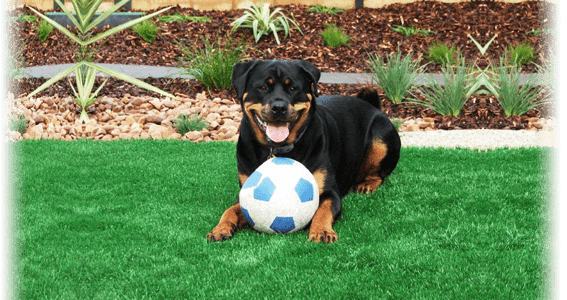 artificial lawn