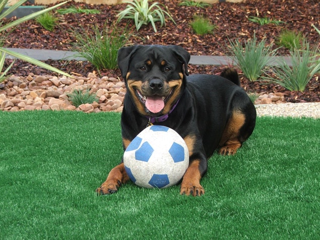 synthetic turf