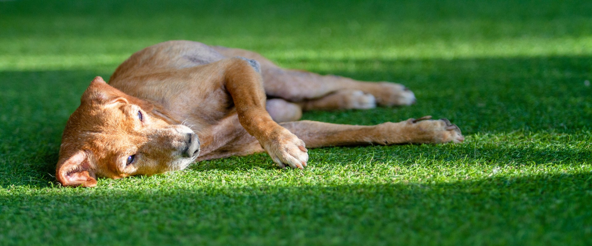 synthetic turf