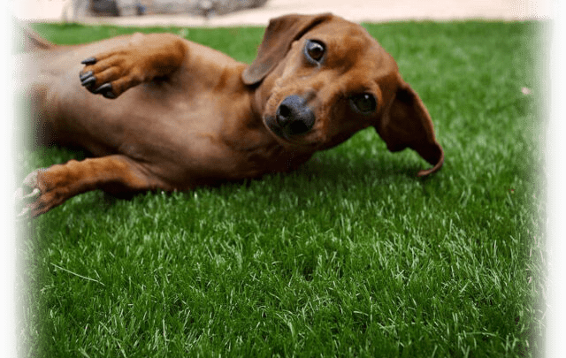 artificial turf